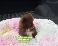 Ready to go Chocolate , a male Pomeranian for sale in Kentucky, KY – 5 of 10