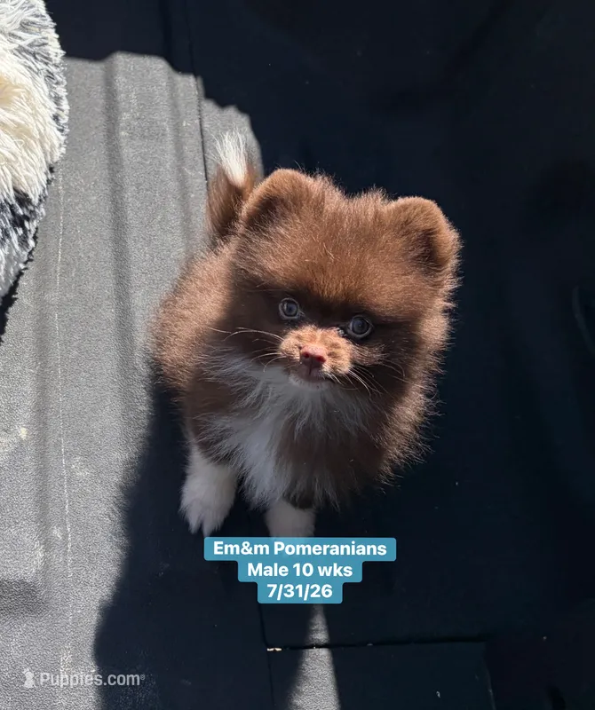 Ready to go Chocolate  – Pomeranian puppy for sale in Kentucky, KY