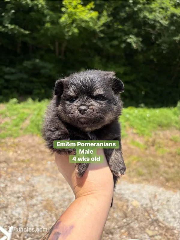 Black & tan – Pomeranian puppy for sale in Kentucky, KY
