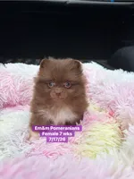 Chocolate with white markings , a female Pomeranian for sale in Kentucky, KY – 2 of 10