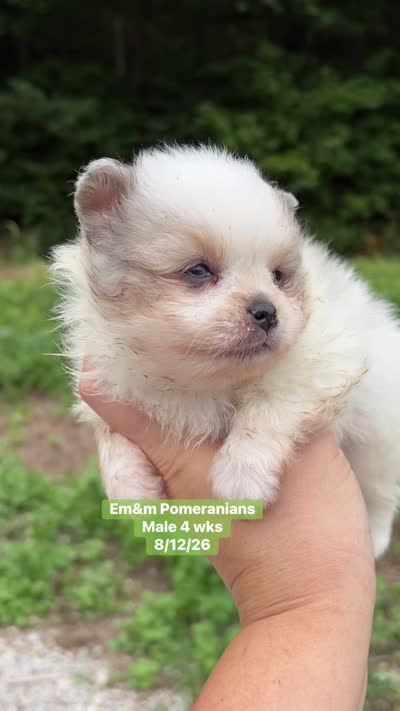 Merle parti blue eyes, a male Pomeranian for sale in Liberty, KY – 8 of 8