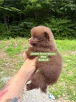 Chocolate boy, a male Pomeranian for sale in Kentucky, KY – 5 of 6