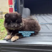 Black & tan, a male Pomeranian for sale in Kentucky, KY – 7 of 10