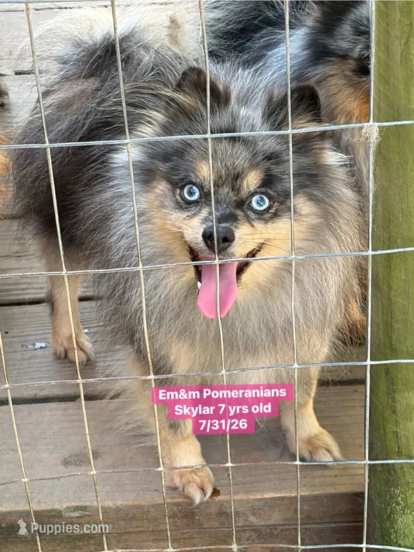 Skylar spayed – Pomeranian puppy for sale in Kentucky, KY