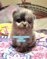 Merle boy Stella , a male Pomeranian for sale in Kentucky, KY – 1 of 10