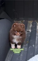Ready to go Chocolate , a male Pomeranian for sale in Kentucky, KY – 9 of 10
