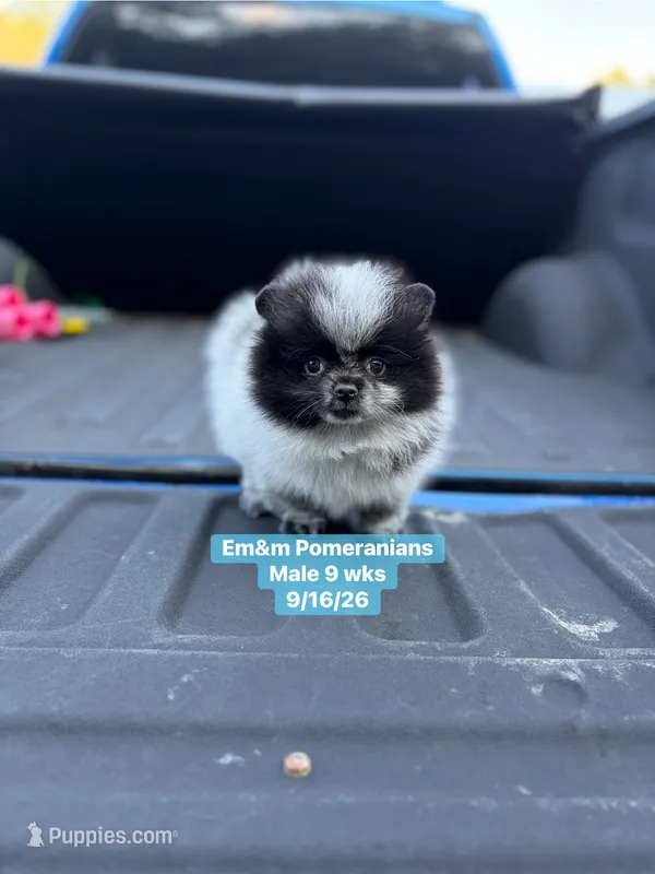 Black parti roan – Pomeranian puppy for sale in Kentucky, KY