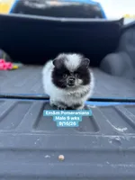 Black parti roan, a male Pomeranian for sale in Liberty, KY – 1 of 8