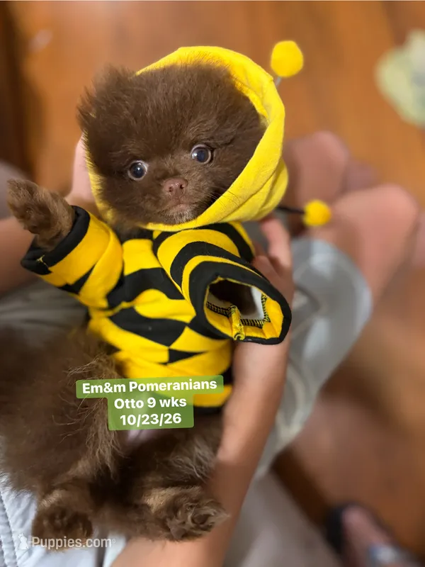 Choc boy limited AKC  – Pomeranian puppy for sale in Liberty, KY