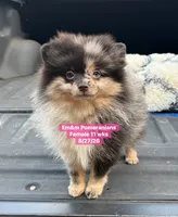 Blue eyed Merle, a female Pomeranian for sale in Kentucky, KY – 7 of 9