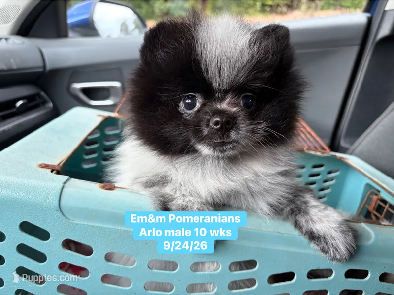 Black parti roan – Pomeranian puppy for sale in Liberty, KY