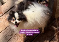 Trinity spayed , a female Pomeranian for sale in Kentucky, KY – 5 of 5