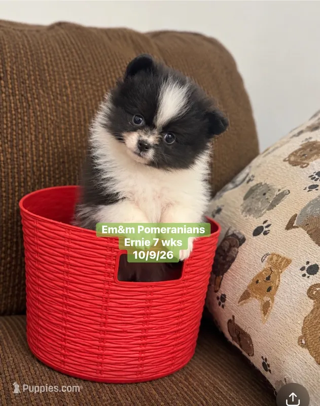 Tri color limited akc – Pomeranian puppy for sale in Liberty, KY