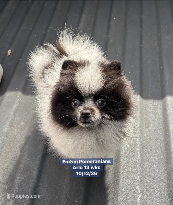 Black parti roan – Pomeranian puppy for sale in Liberty, KY