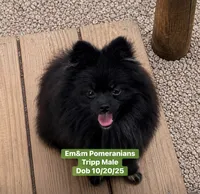 Tripp-neutered before leaving , a male Pomeranian for sale in Kentucky, KY – 9 of 9