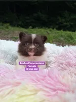 Chocolate parti , a female Pomeranian for sale in Kentucky, KY – 3 of 9