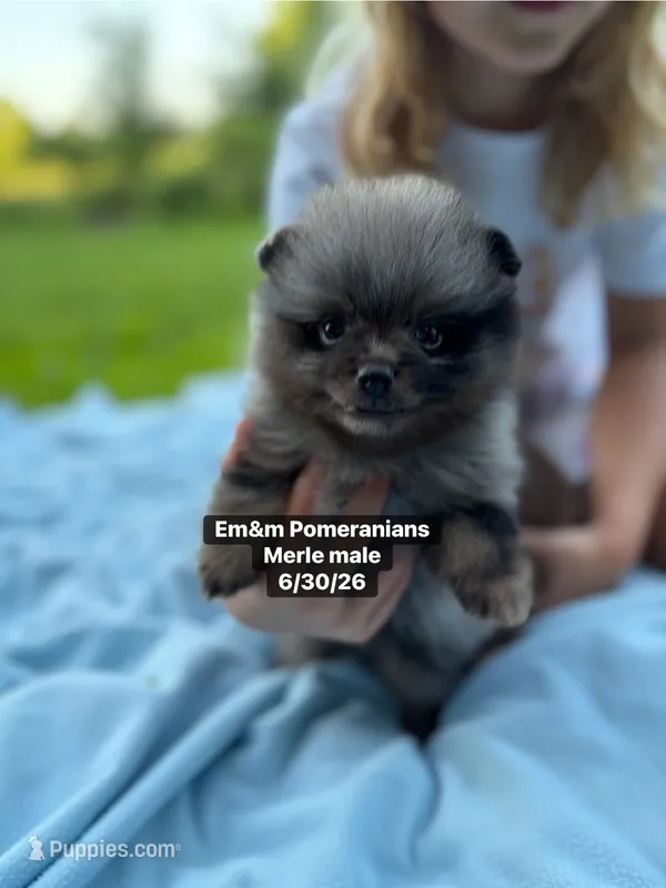 Merle boy Faith – Pomeranian puppy for sale in Kentucky, KY