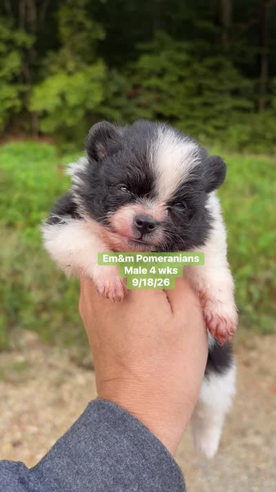Tri color limited akc, a male Pomeranian for sale in Liberty, KY – 5 of 5