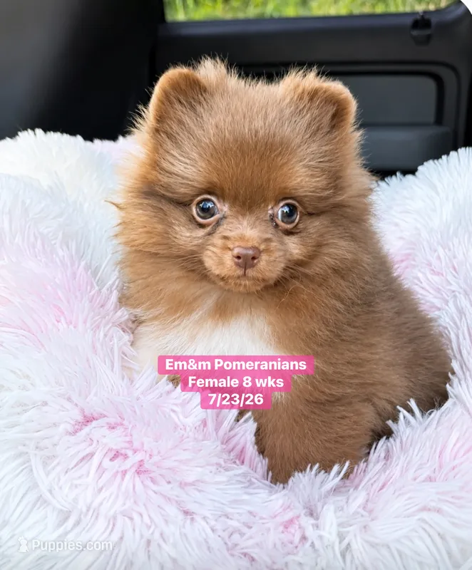 Chocolate with white markings  – Pomeranian puppy for sale in Kentucky, KY