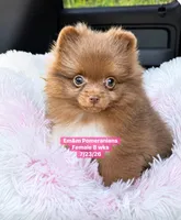 Chocolate with white markings , a female Pomeranian for sale in Kentucky, KY – 1 of 10