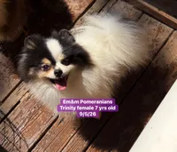 Trinity spayed , a female Pomeranian for sale in Kentucky, KY – 4 of 5