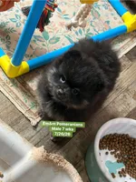 Black & tan, a male Pomeranian for sale in Kentucky, KY – 5 of 10