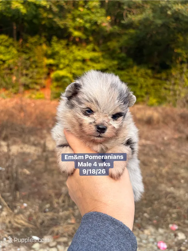 Merle boy – Pomeranian puppy for sale in Kentucky, KY