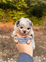 Merle boy, a male Pomeranian for sale in Liberty, KY – 1 of 7