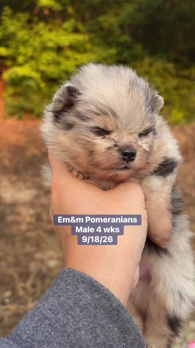 Merle boy, a male Pomeranian for sale in Liberty, KY – 7 of 7