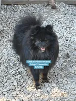 Tripp-neutered before leaving , a male Pomeranian for sale in Liberty, KY – 10 of 10