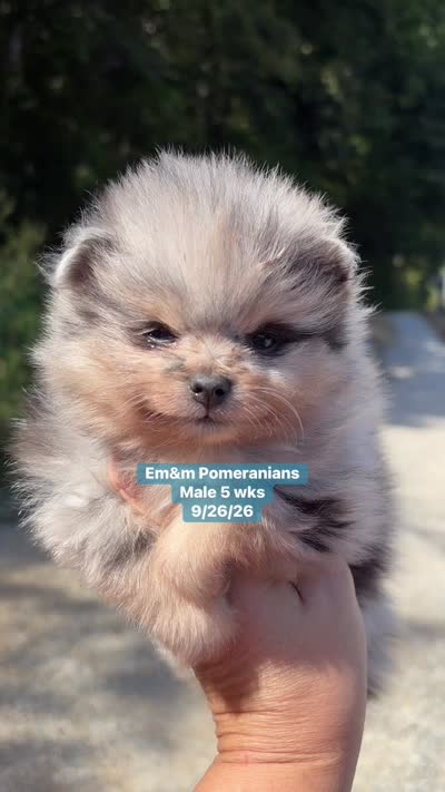 Merle boy limited AKC blue eye, a male Pomeranian for sale in Liberty, KY – 9 of 9