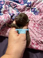 Choc boy , a male Pomeranian for sale in Kentucky, KY – 3 of 3
