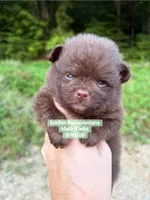 Choc boy limited AKC , a male Pomeranian for sale in Liberty, KY – 2 of 5