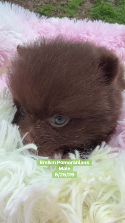 Chocolate boy, a male Pomeranian for sale in Kentucky, KY – 6 of 6