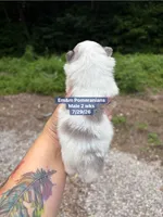 Merle parti, a male Pomeranian for sale in Kentucky, KY – 4 of 4