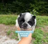 Black parti roan, a male Pomeranian for sale in Kentucky, KY – 6 of 9