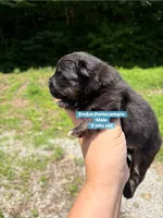 Black & tan, a male Pomeranian for sale in Kentucky, KY – 4 of 5