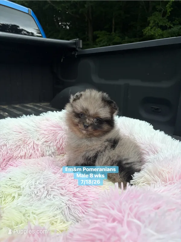 Merle boy Faith – Pomeranian puppy for sale in Kentucky, KY