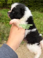 Tri color limited akc, a male Pomeranian for sale in Liberty, KY – 4 of 5