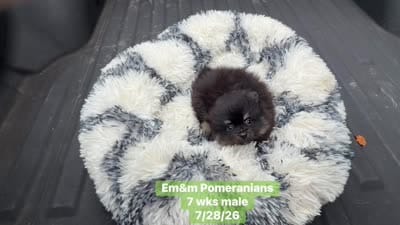 Black & tan, a male Pomeranian for sale in Kentucky, KY – 9 of 10