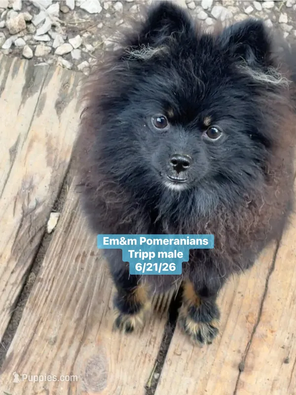 Tripp-neutered before leaving  – Pomeranian puppy for sale in Kentucky, KY