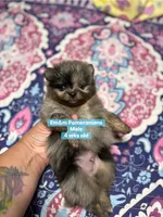Merle boy Stella , a male Pomeranian for sale in Kentucky, KY – 8 of 10