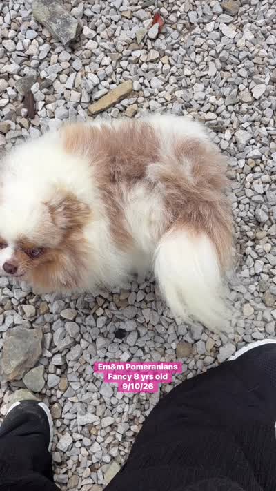 Fancy spayed, a female Pomeranian for sale in Liberty, KY – 5 of 5