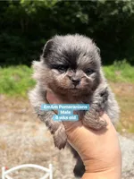 Merle boy Stella , a male Pomeranian for sale in Kentucky, KY – 9 of 10