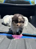 Merle, a female Pomeranian for sale in Kentucky, KY – 2 of 4