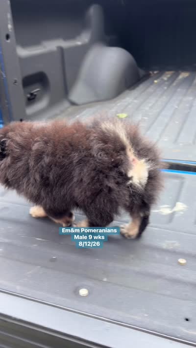 Black & tan, a male Pomeranian for sale in Kentucky, KY – 10 of 10