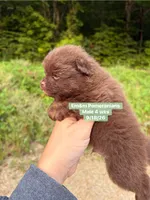 Choc boy limited AKC , a male Pomeranian for sale in Liberty, KY – 4 of 5