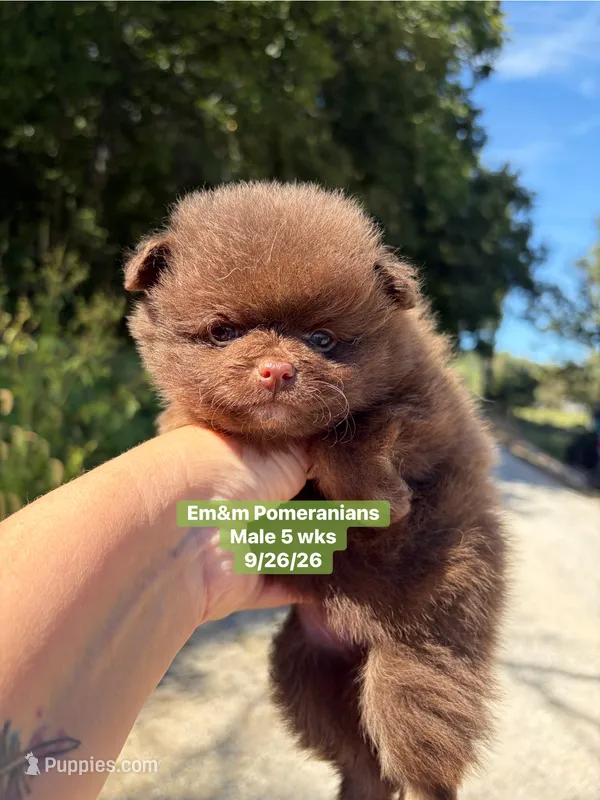 Choc boy limited AKC  – Pomeranian puppy for sale in Liberty, KY