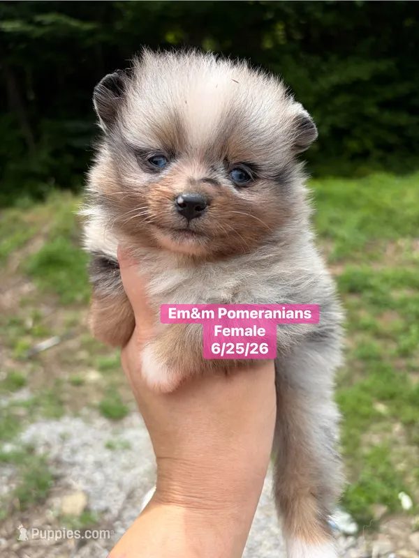 Blue eyed merle girl – Pomeranian puppy for sale in Kentucky, KY