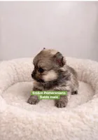 Sable boy, a male Pomeranian for sale in Kentucky, KY – Photo 3 of 5